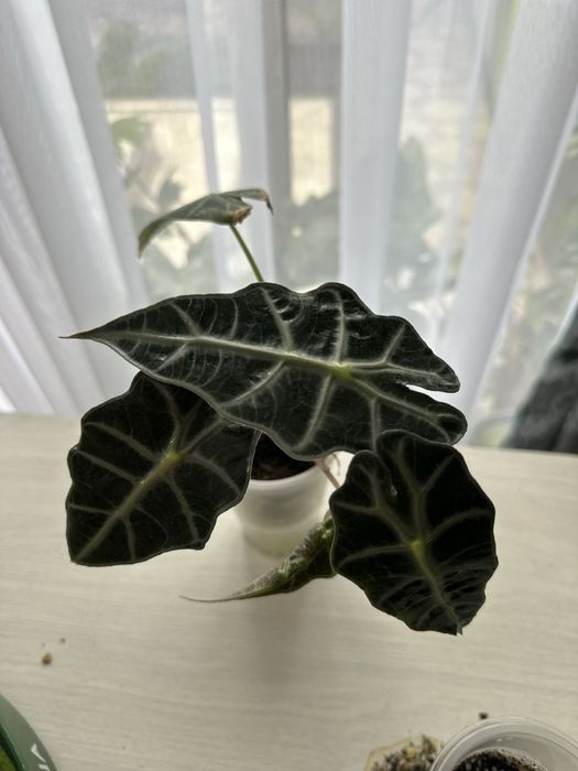 Продам комнатные цветы