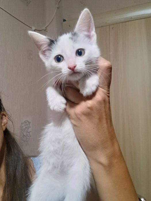 Отдам в добрые руки котят