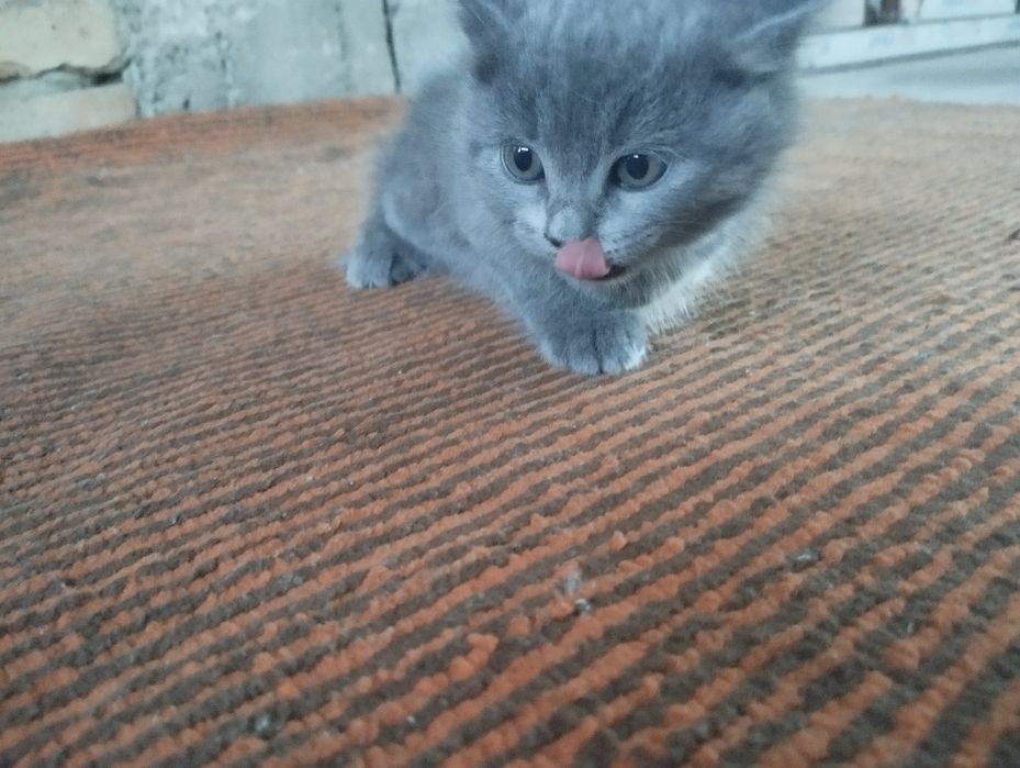 Shatlan mushuk bolalari