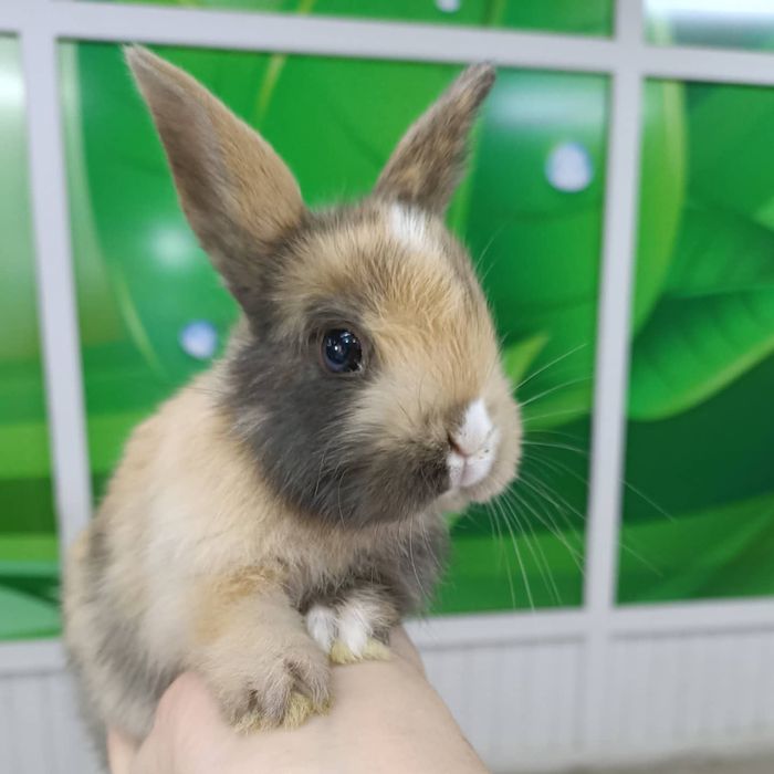 Карликовые домашние кролики