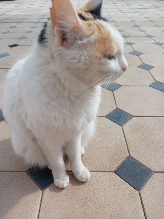 Uy mushugi qornida bolasi bor