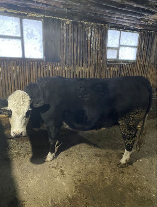 продам с откорма