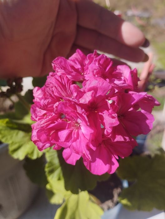 Продам пеларгонию