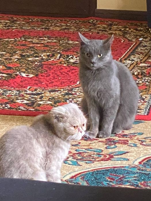 British Shorthair mushuk sotiladi