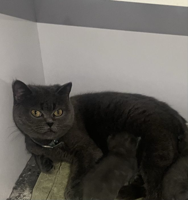 Fold scottish mushuk bolalari ham bor