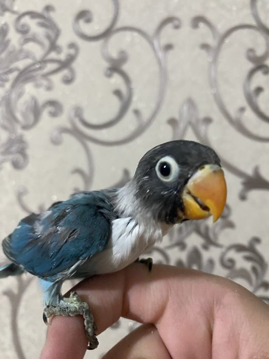 Nerazluchnik ruchnoy maska sotiladi