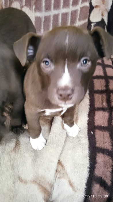 Продам щенков питбуля 50.000