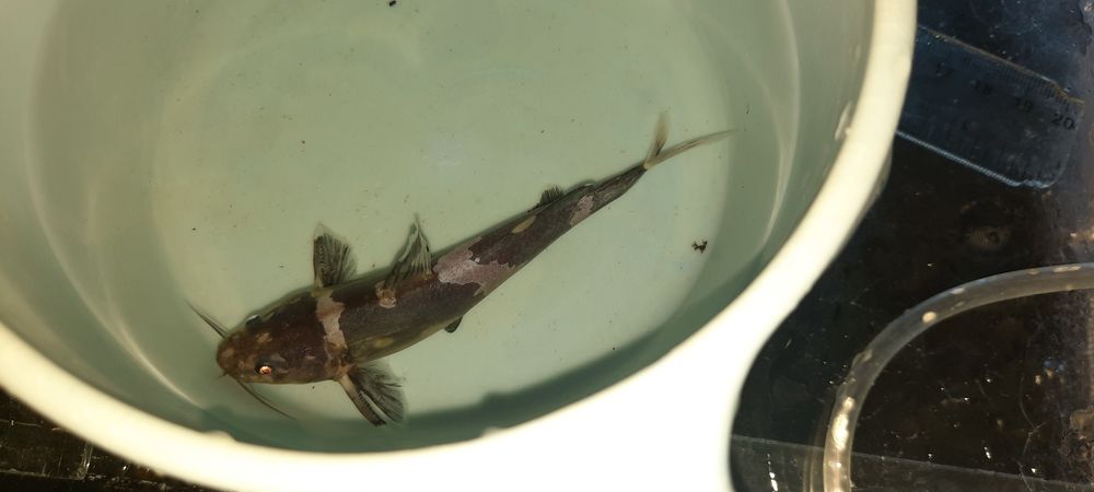 Сиамский сом средного размере