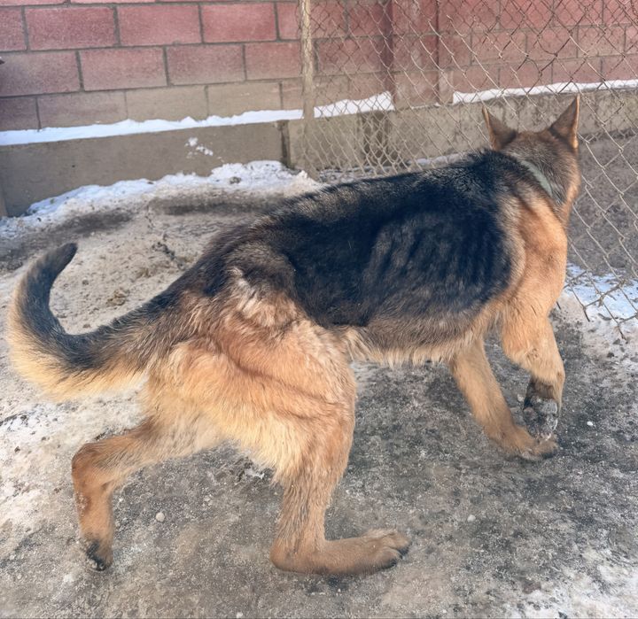 Немецкая овчарка