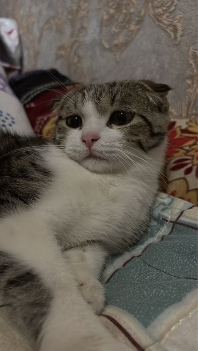 Продаётся сиамская кошка.