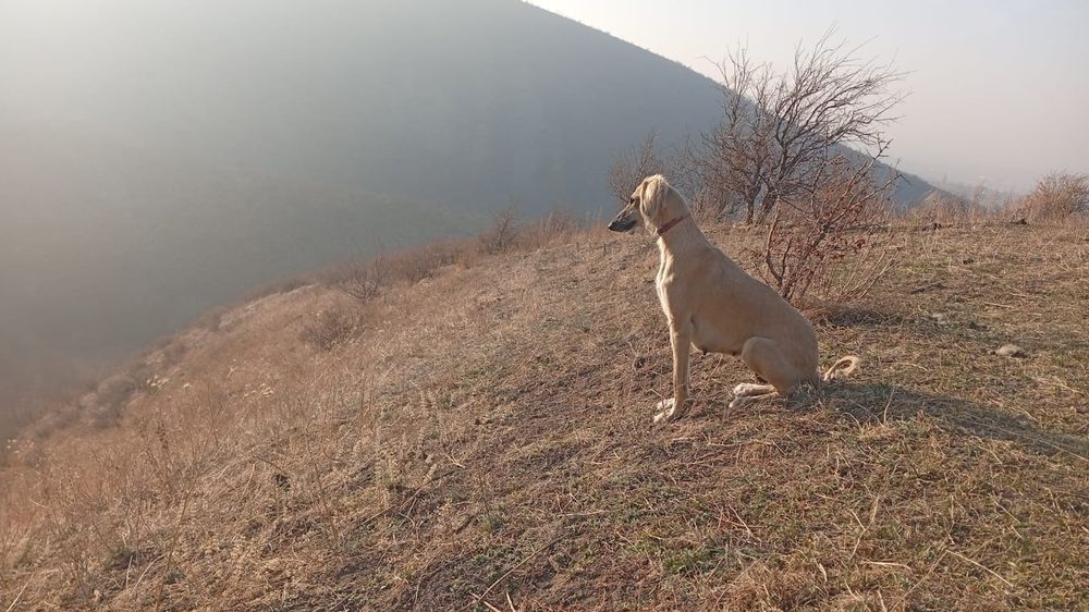 Тазы күшік сатылады еркек