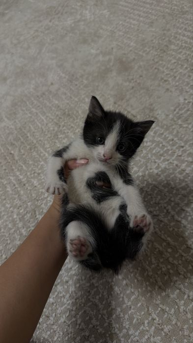 Котенок в добрые руки