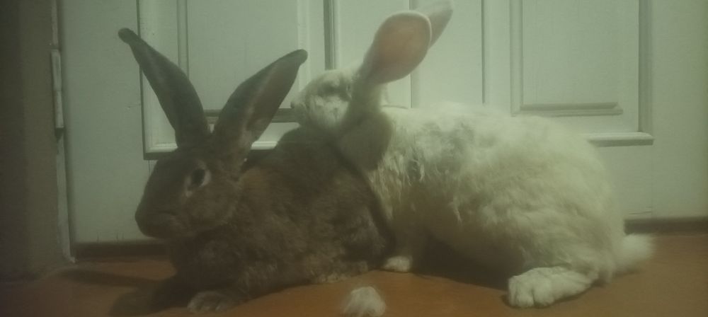 Куйон сотилади семиз 40 мин кг тарозига