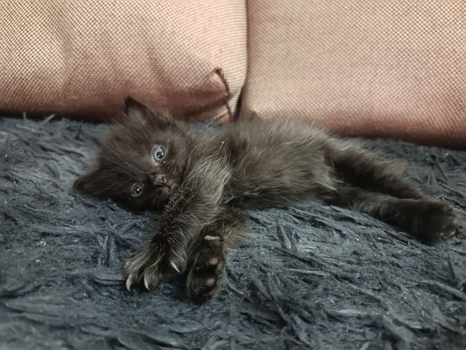 Отдам котят в хорошие руки