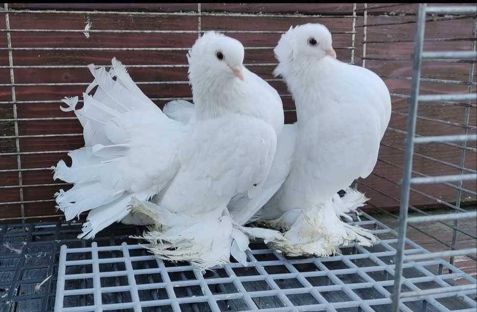 Porumbei de ornament!