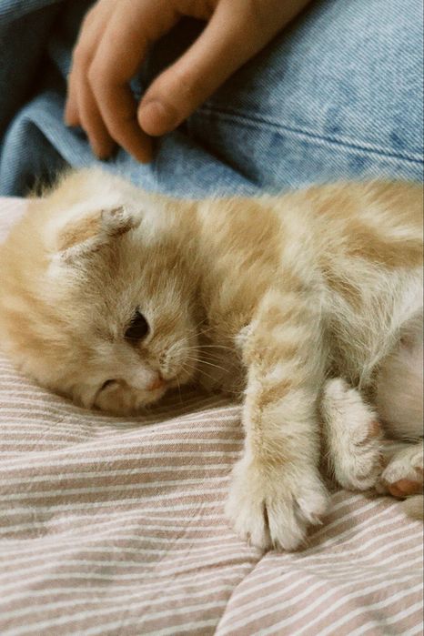 Шотландский вислоухий котенок