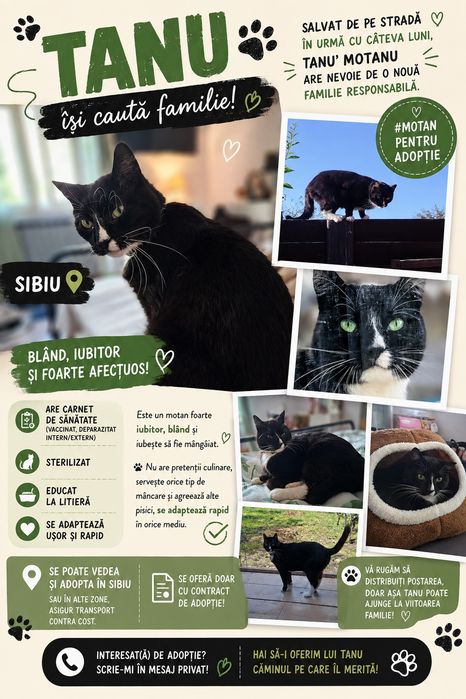 Motan pentru adoptie