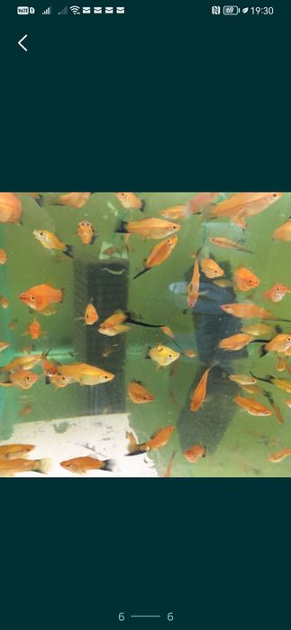 Xipho roșii, ananas etc