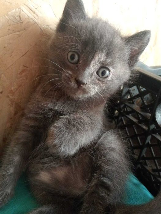 Котята ищут дом.