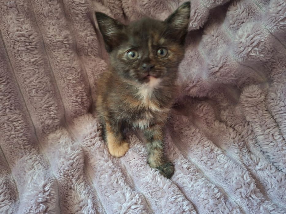 Котята крысоловы