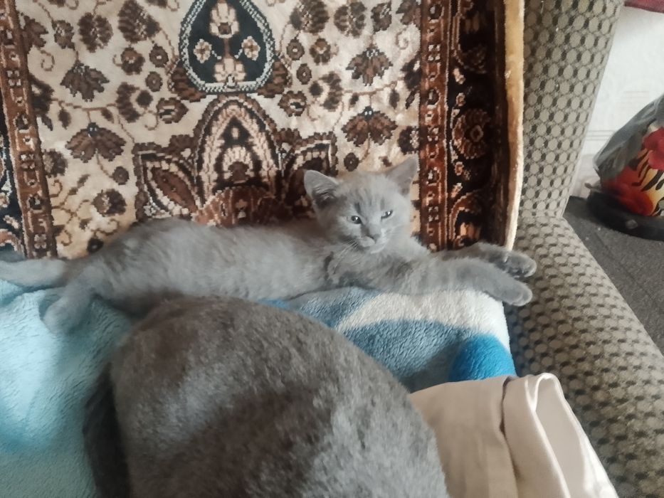 Срочно Котёнок британец...
