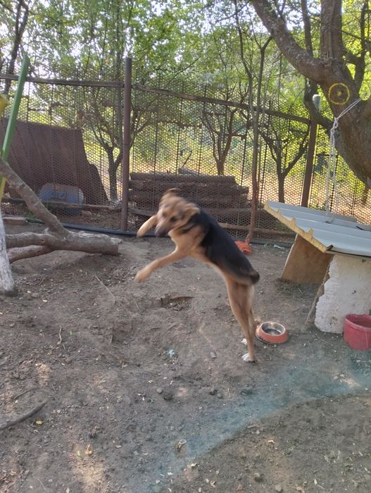 Catel, catei, caine, Mama Ciobanesc german - (livrare domicilu)