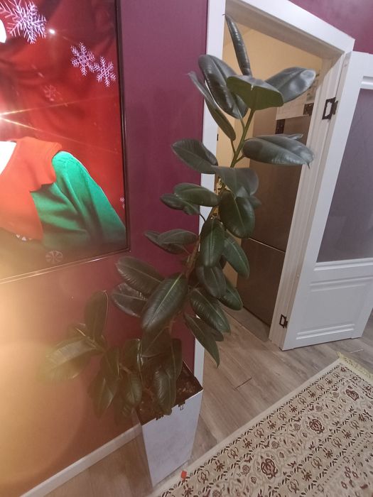 Фикус почти 2 метра