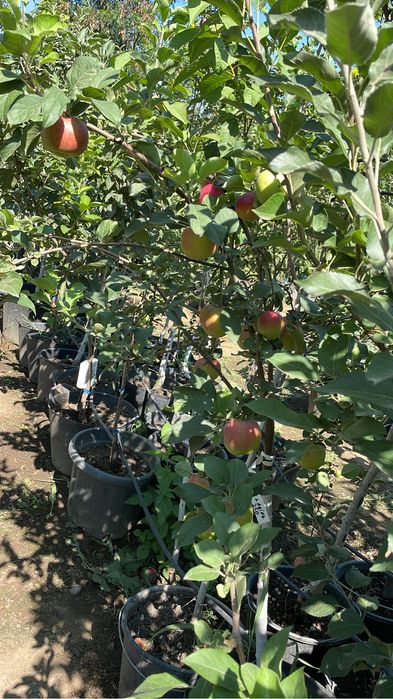 Cireși mari 5 metri !pomi fructiferi !