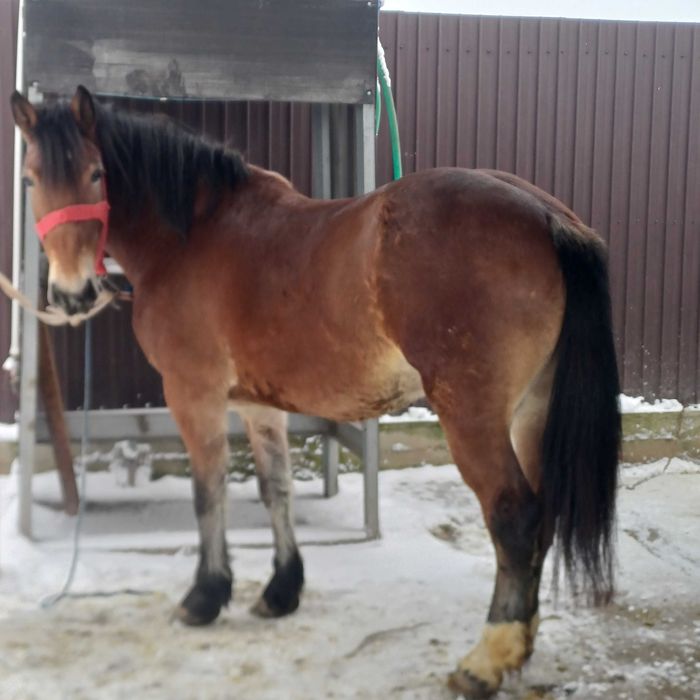 De vânzare iapă de 3 ani