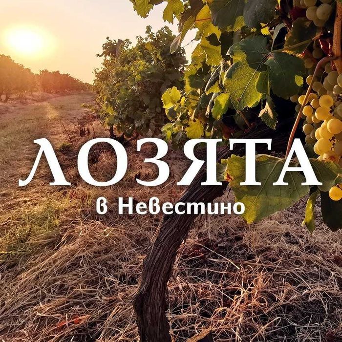 Продавам грозде - Мускат Отонел