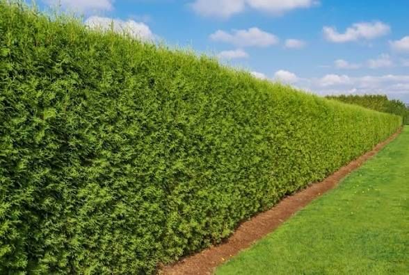 Vand gard viu la cerere se poate si planta