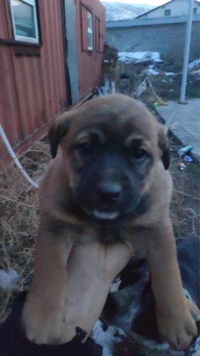 Отдам девочку в хорошие руки!