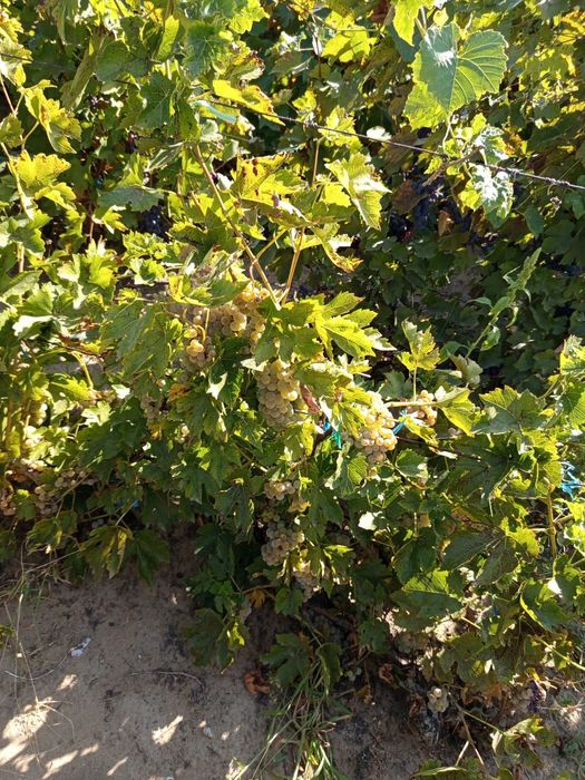 Struguri pt.vin diferite soiuri!