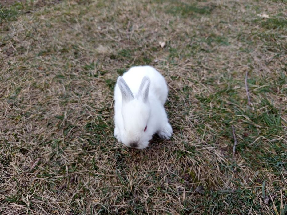 Quyon bolachalari sotiladi