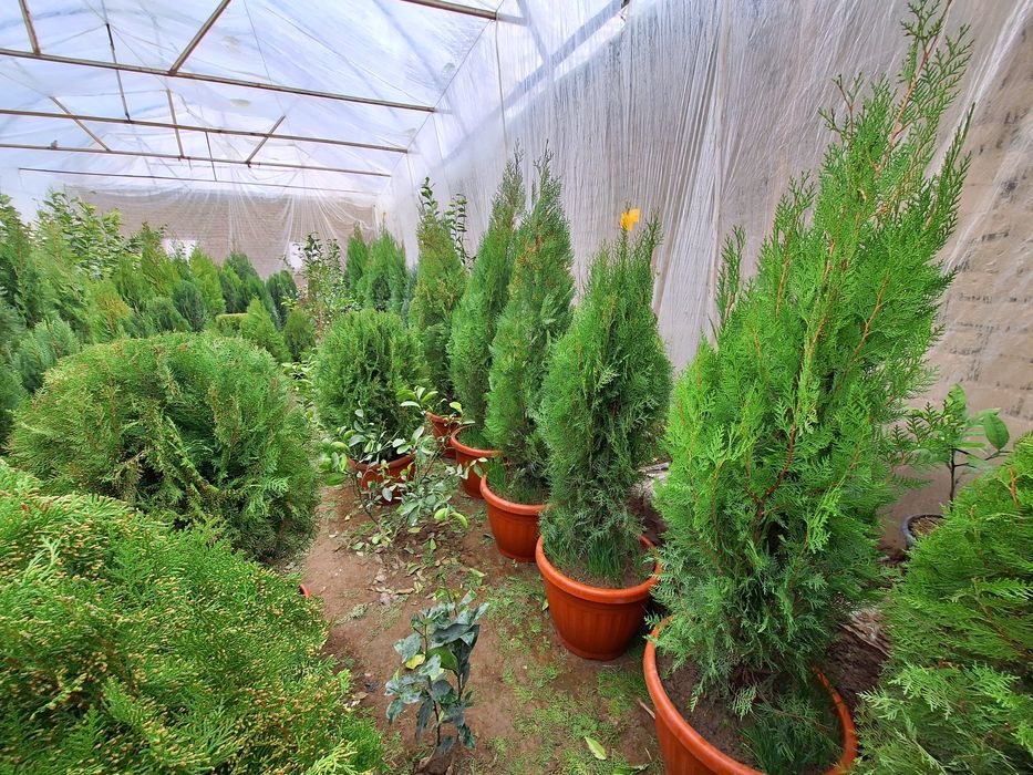 Туя  зелёный забор учун