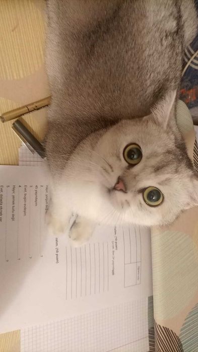 кошка скоттишстрайт