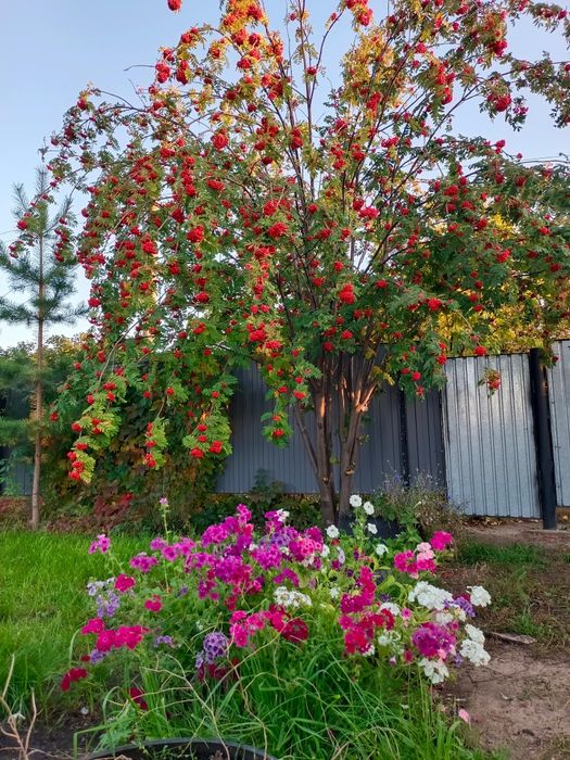 Продам дачу в Ромашке