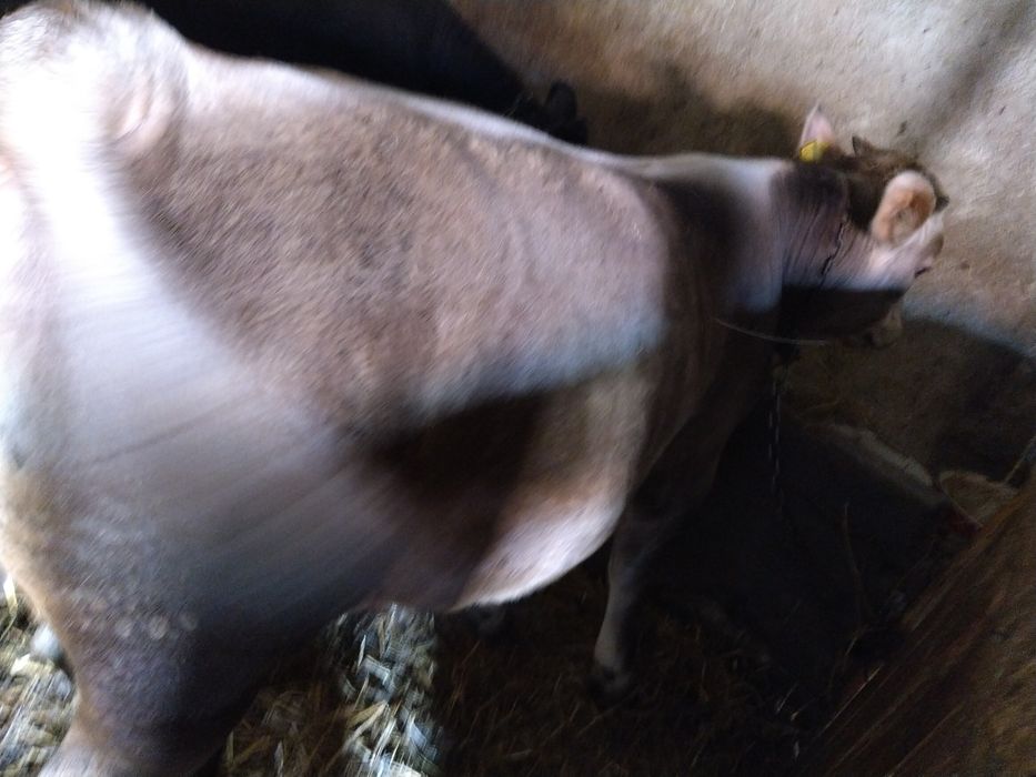Vand taurasi tineri