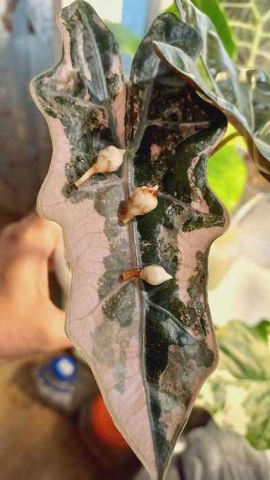 Клубни  алоказий