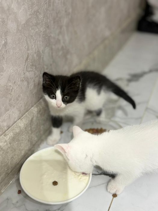 Котята в хорошие руки