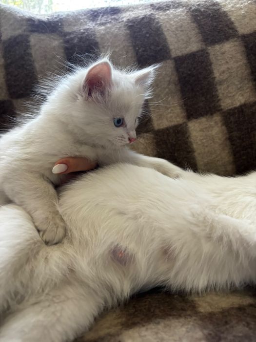 Отдам котят в добрые руки