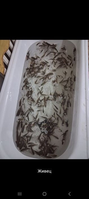 Живец балык бар колге салса болад