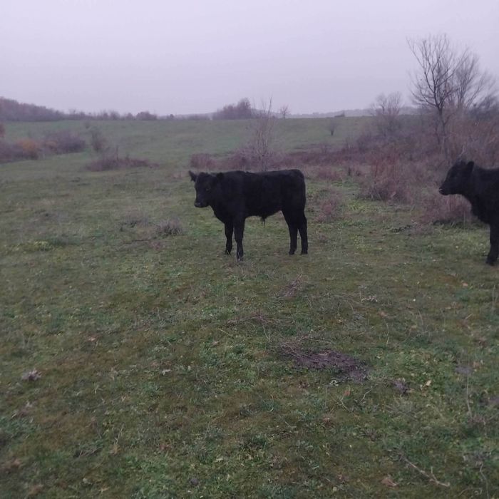 Мъжки телета месодайни