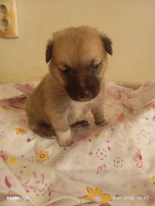 Отдам щенка в хорошие руки