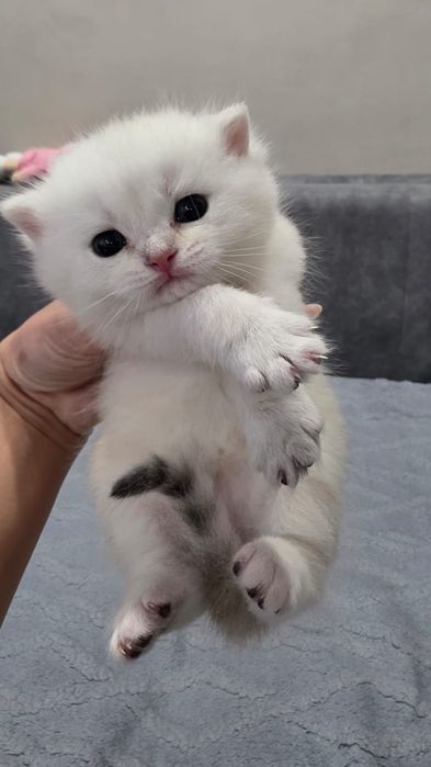 Шикарные  Котята британские шиншиллы