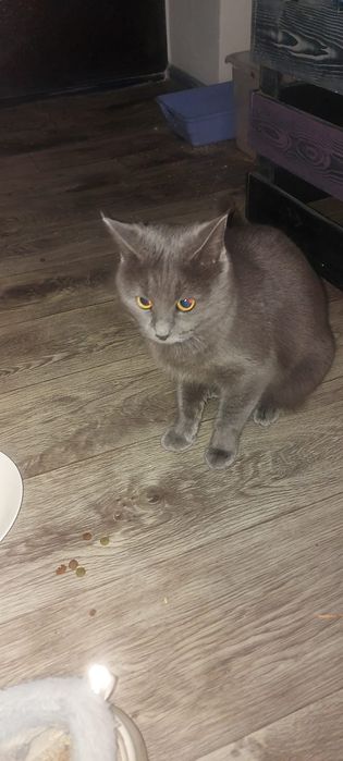 Найден кот/ кошка