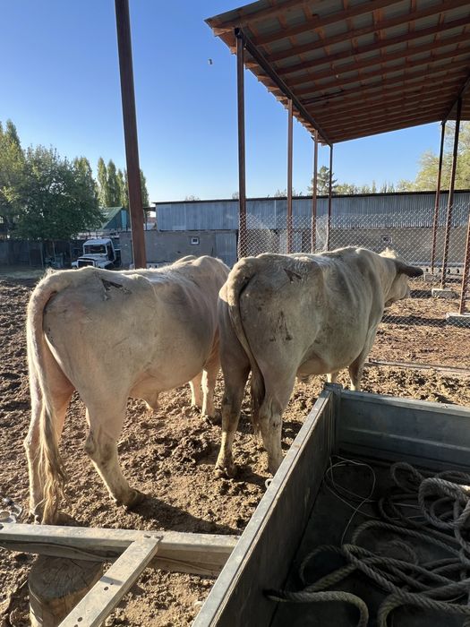 Продам быков!!! Бұқалар сатамын!!!