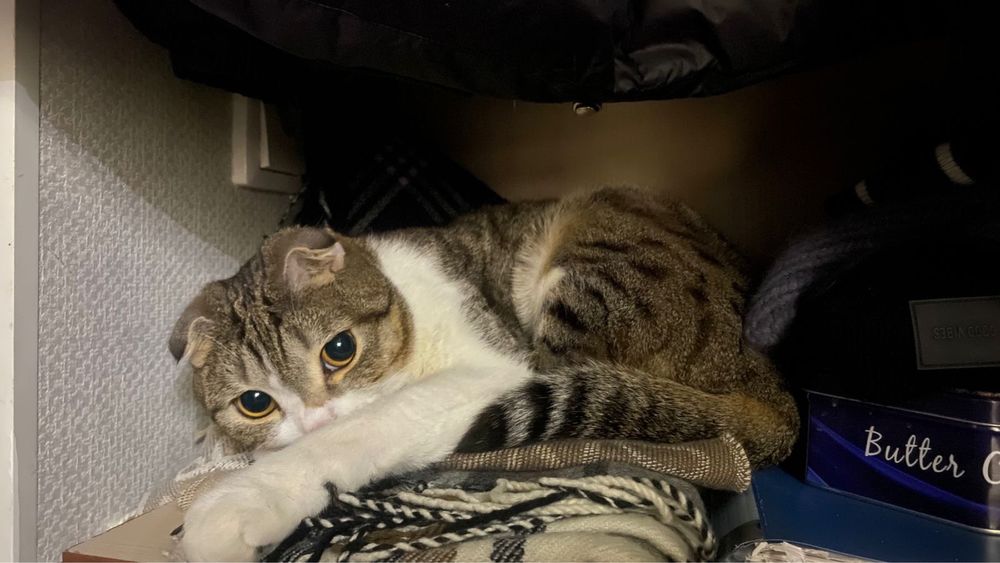 Отдам вислоухого кота