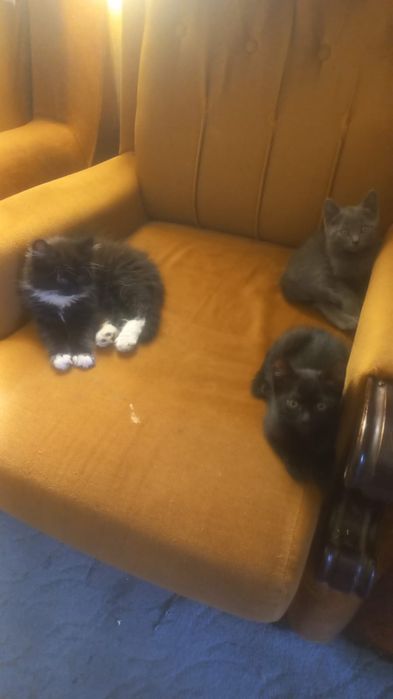 Отдам котят в хорошие руки