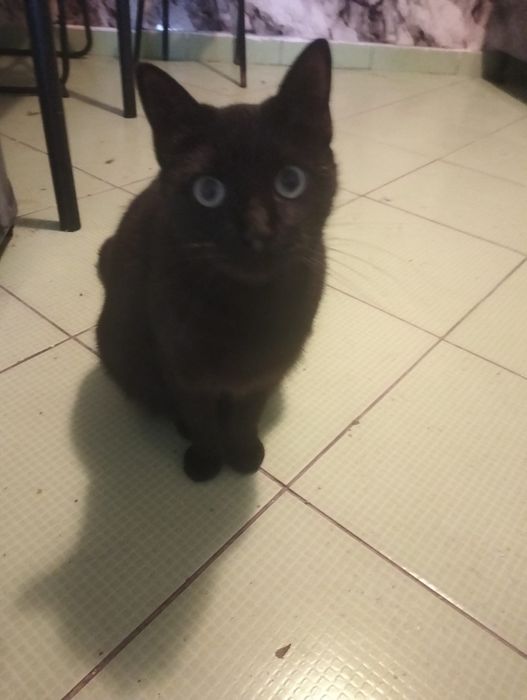 Pisica neagră de 2 ani